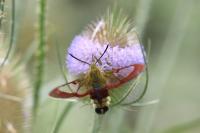 Hemaris fuciformis