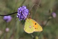 Colias crocea