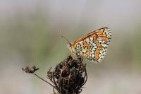 Melitaea cinxia