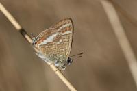 Lampides boeticus