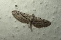 Eupithecia phoeniceata