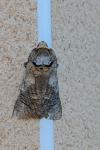 Cossus cossus