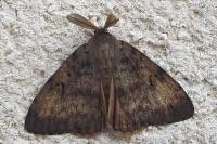 Lymantria dispar