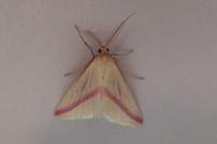 Rhodometra sacraria