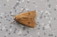 Noctua pronuba