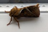 Triodia sylvina