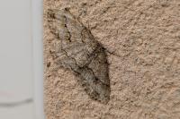 Peribatodes rhomboidaria