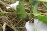 Emmelia trabealis