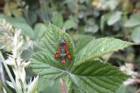 Pyropteron chrysidiforme