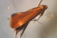 Metalampra italica