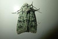 Griposia aprilina