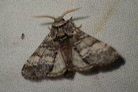 Drymonia ruficornis
