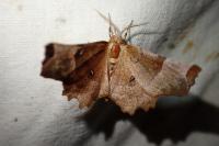 Selenia lunularia