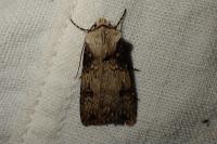 Agrotis puta