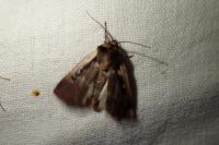 Ochropleura plecta