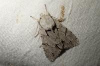 Acronicta tridens/psi