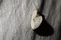 Cilix
