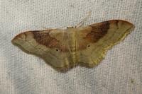 Idaea degeneraria