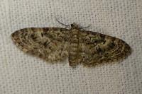 Eupithecia dodoneata