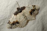 Ligdia adustata