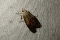 Aphomia sociella
