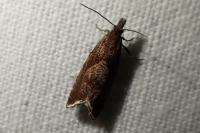 Dichrorampha acuminatana