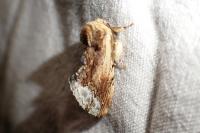 Ptilodon cucullina