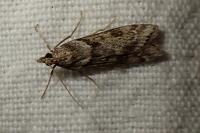 Eudonia angustea