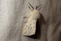 Spilosoma lubricipeda