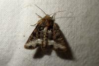 Oligia strigilis