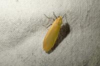 Wittia sororcula