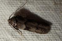 Blastobasis phycidella