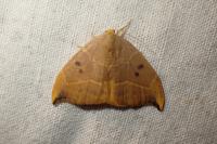 Watsonalla binaria