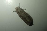 Spodoptera exigua