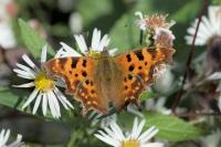 Polygonia c-album