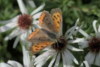 Lycaena phlaeas