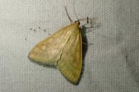 Sitochroa verticalis