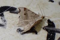 Macaria notata