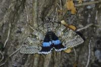 Catocala fraxini