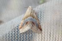 Eublemma parva
