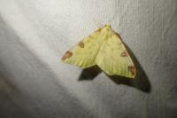 Opisthograptis luteolata