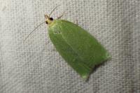 Tortrix viridana