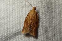 Clepsis consimilana