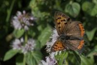 Lycaena phlaeas