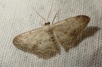 Idaea seriata