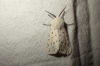 Spilosoma lubricipeda