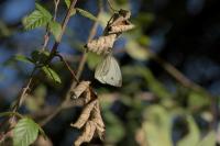 Pieris rapae
