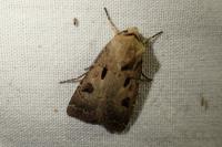 Agrotis exclamationis