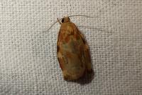 Archips xylosteana
