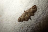 Gymnoscelis rufifasciata